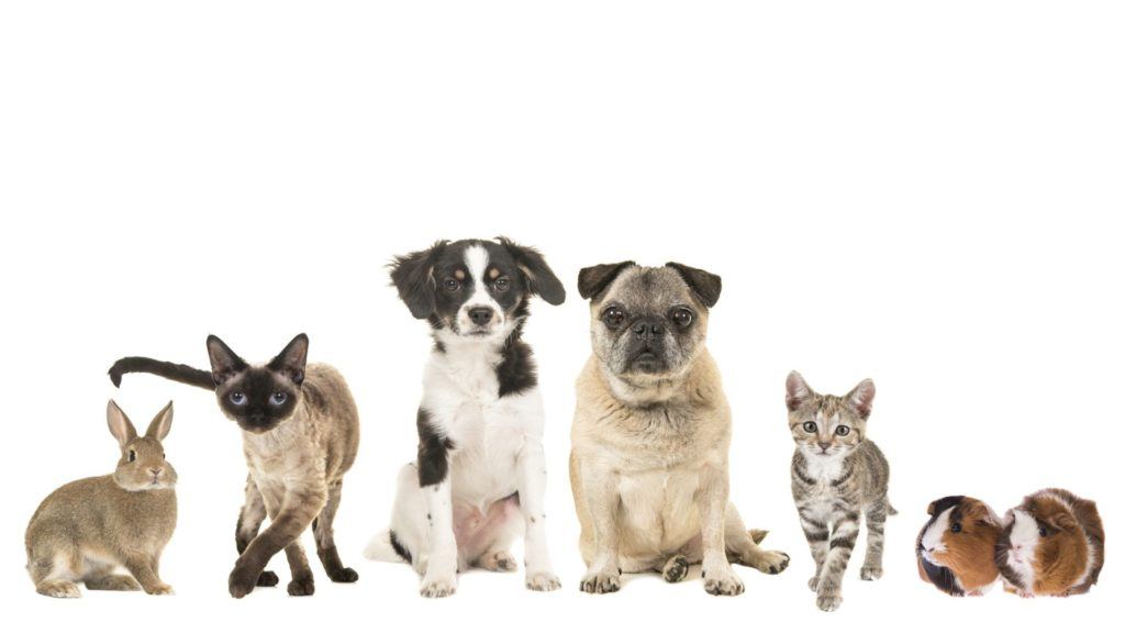 picture of pets